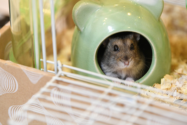 ハムスター