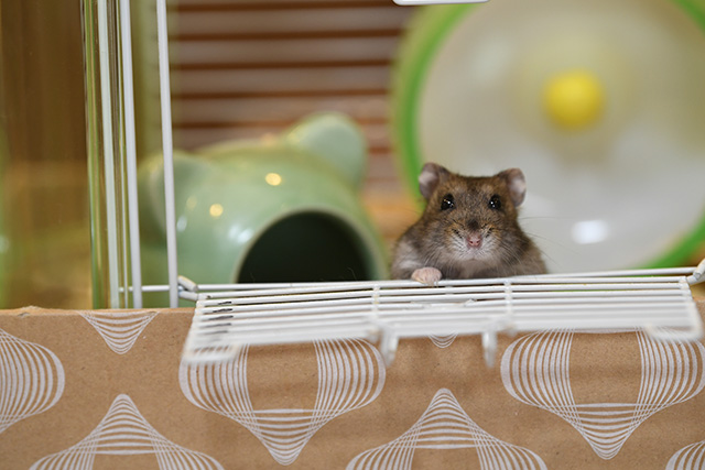 ハムスター