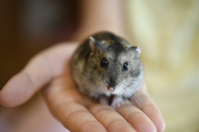 ハムスター